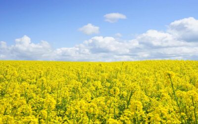 Can You Use Canola Oil Instead of Vegetable Oil?