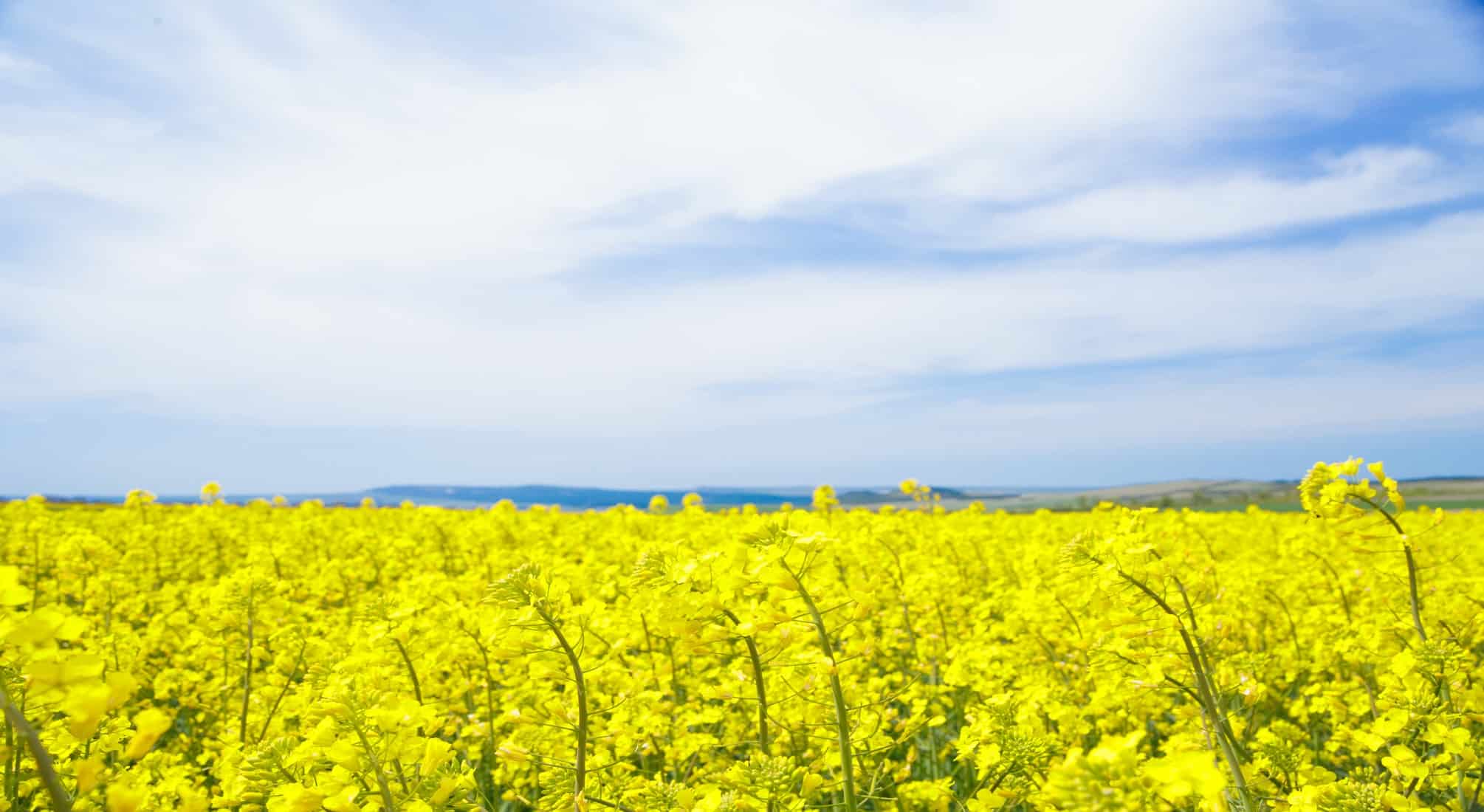 what is canola oil